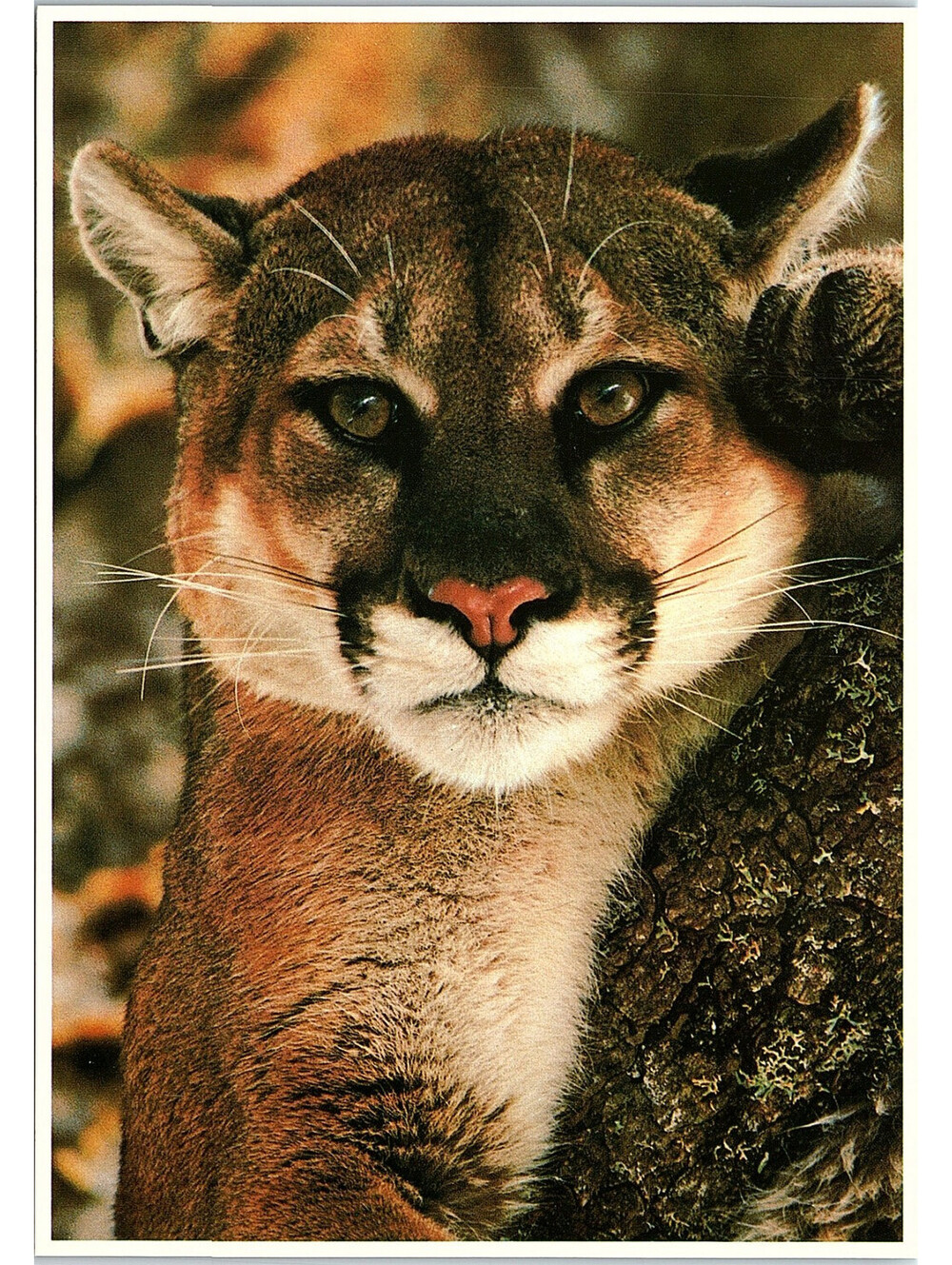 Vintage Postcard Mountain Lion North American Wildlife Impact 1989